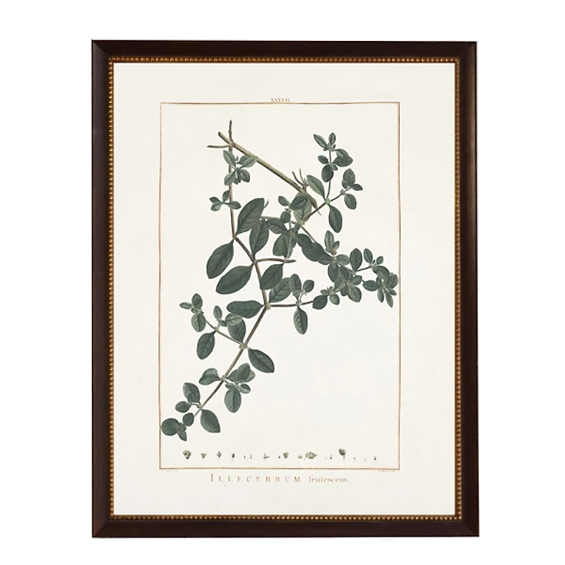 Illecebrum Greenery Black Beaded Framed Art Print