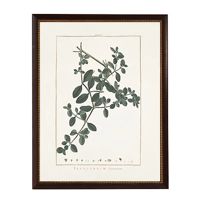 Illecebrum Greenery Black Beaded Framed Art Print