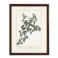 Illecebrum Greenery Black Beaded Framed Art Print