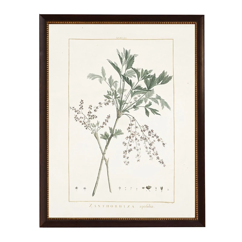 Zanthorhiza Greenery Black Beaded Framed Art Print