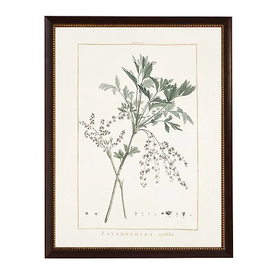 Zanthorhiza Greenery Black Beaded Framed Art Print