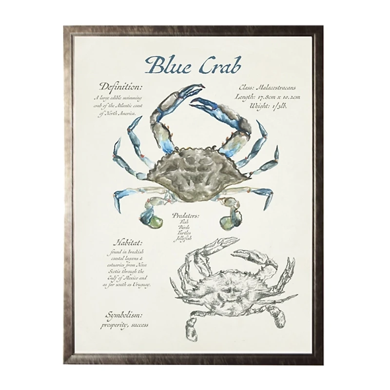 Nature Study of a Blue Crab Framed Art Print