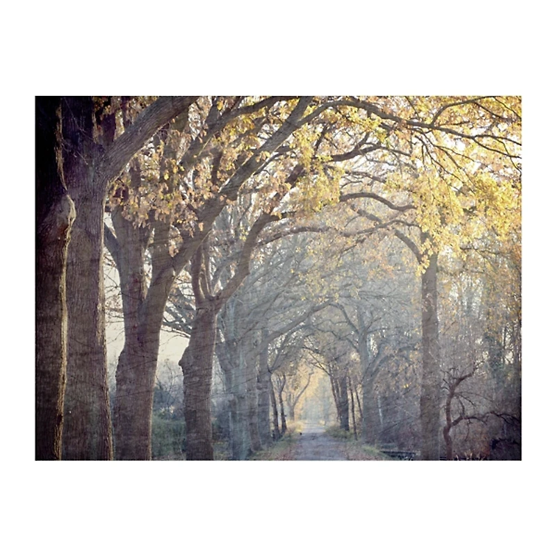Avenue Of Trees Canvas Art Print