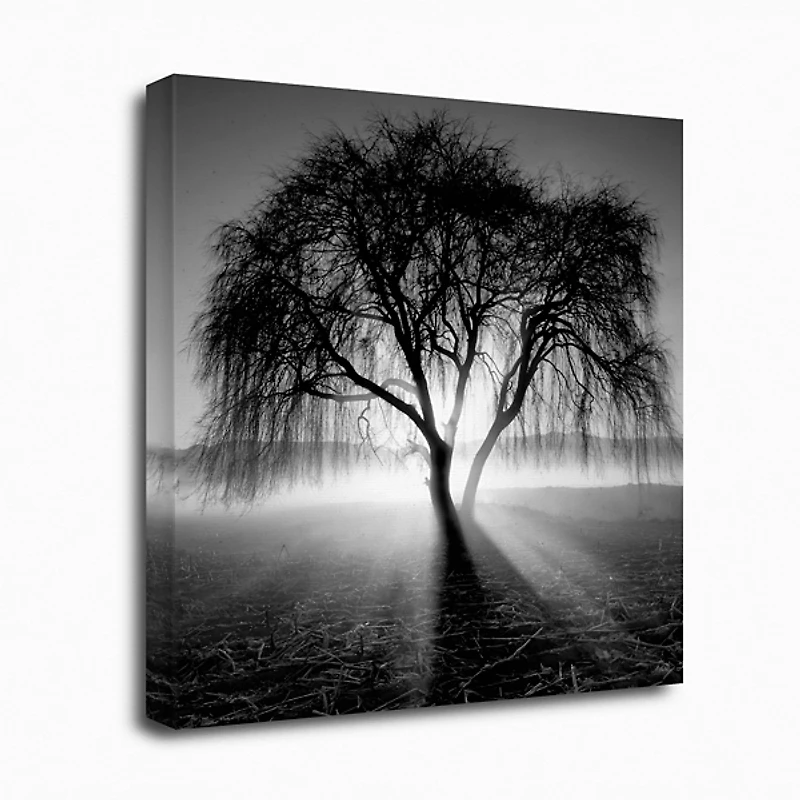 Lighting Tree Canvas Art Print