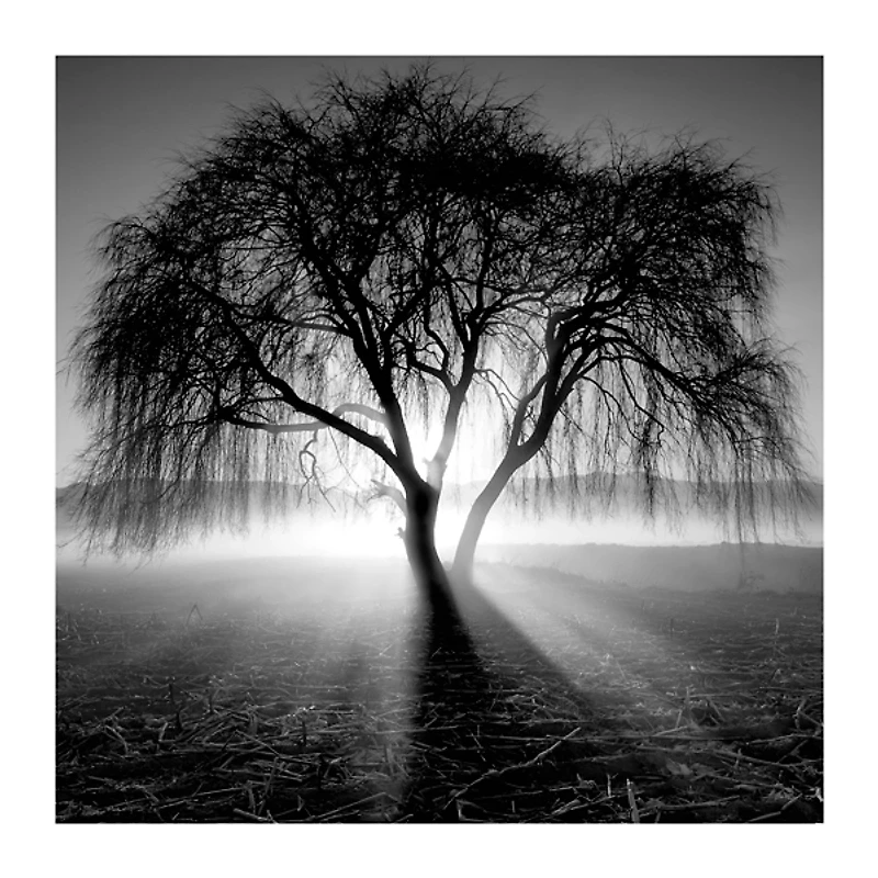 Lighting Tree Canvas Art Print