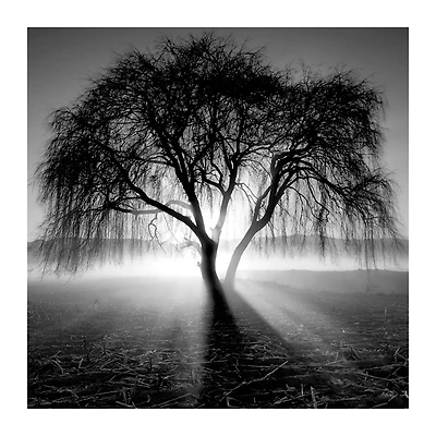 Lighting Tree Canvas Art Print