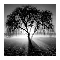 Lighting Tree Canvas Art Print