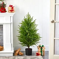 3 ft. Norfolk Island Pine Potted Christmas Tree