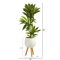 Real Touch Dracaena in Mossy Tripod Planter