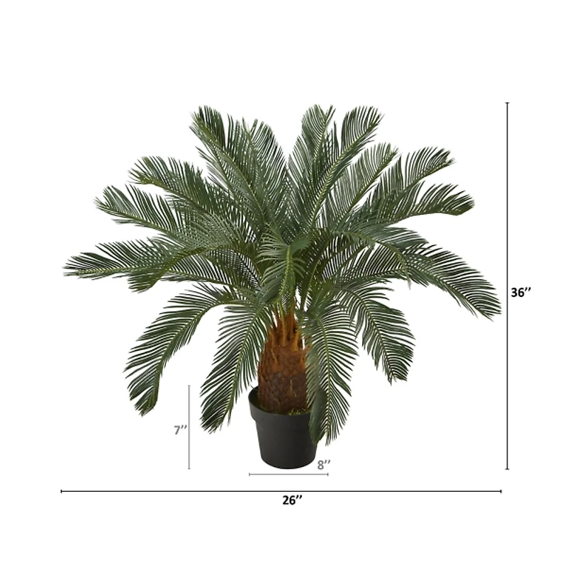 Cycas Tree in Nursery Planter