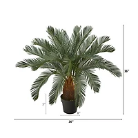 Cycas Tree in Nursery Planter
