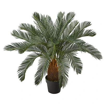 Cycas Tree in Nursery Planter