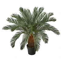 Cycas Tree in Nursery Planter