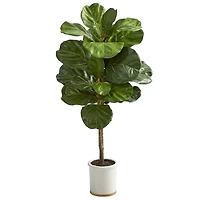Fiddle Leaf Fig in White Ceramic Planter, 42 in.