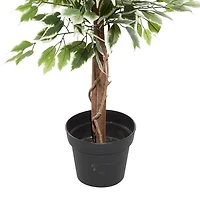 Green Ficus Potted Tree, 73 in.