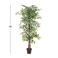 Green Ficus Potted Tree, 73 in.