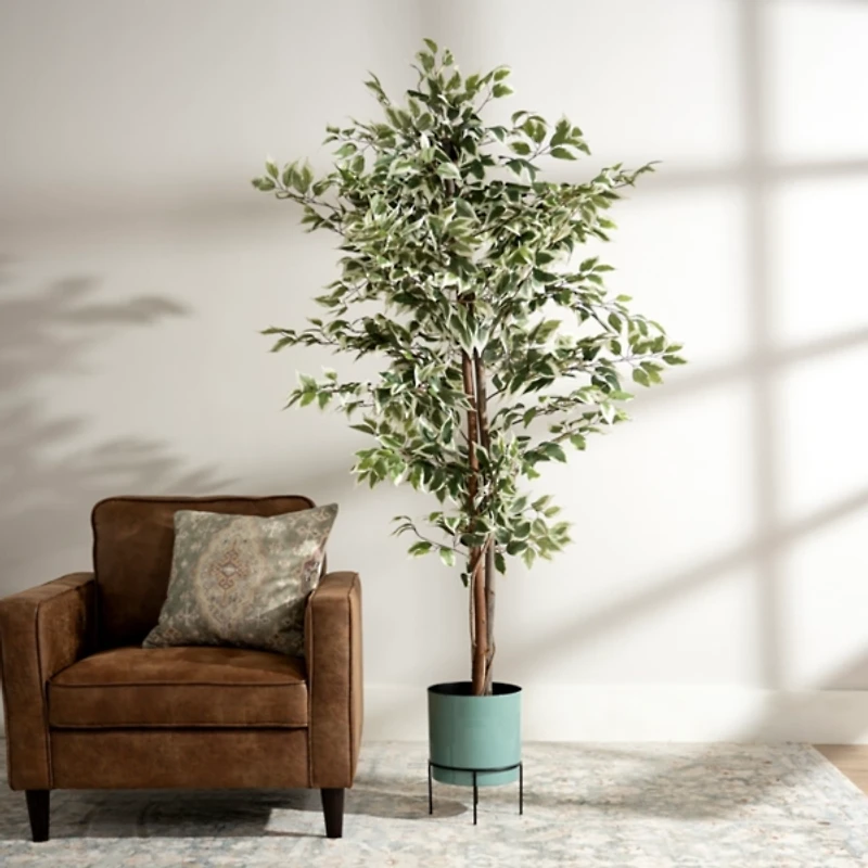 Green Ficus Potted Tree, 73 in.