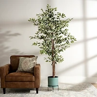 Green Ficus Potted Tree, 73 in.
