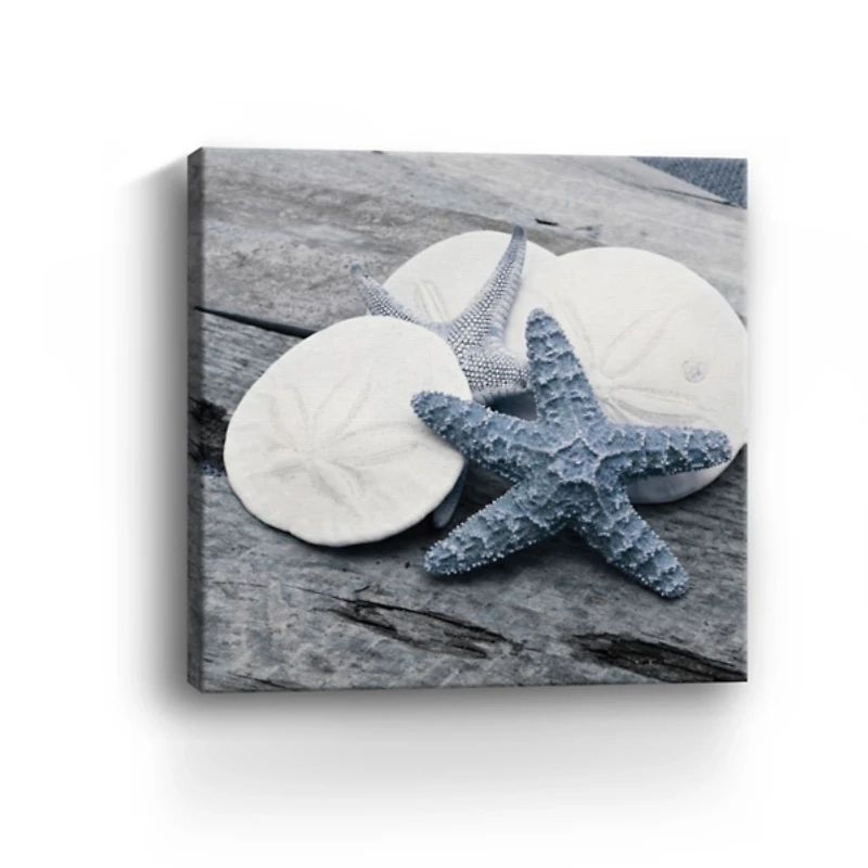 Driftwood Shell IV Canvas Art Print, 30x30 in.