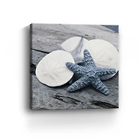 Driftwood Shell IV Canvas Art Print, 30x30 in.