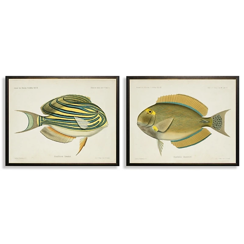 Acanthurus Fish Framed Art Prints, Set of 2