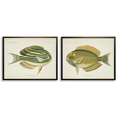 Acanthurus Fish Framed Art Prints, Set of 2