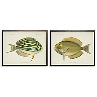 Acanthurus Fish Framed Art Prints, Set of 2
