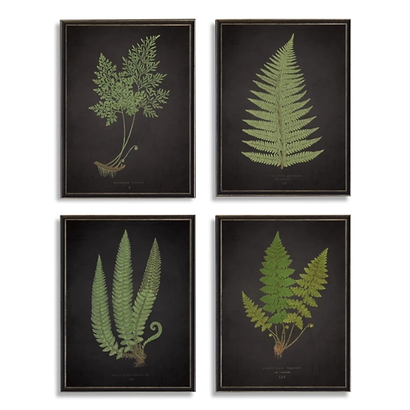 Fern Framed Art Prints, Set of 4