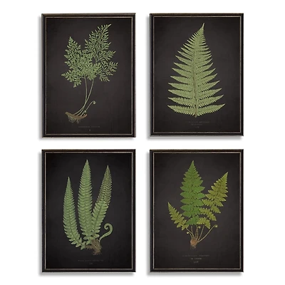 Fern Framed Art Prints, Set of 4