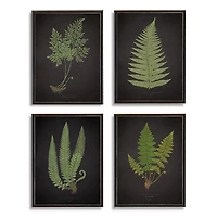 Fern Framed Art Prints, Set of 4