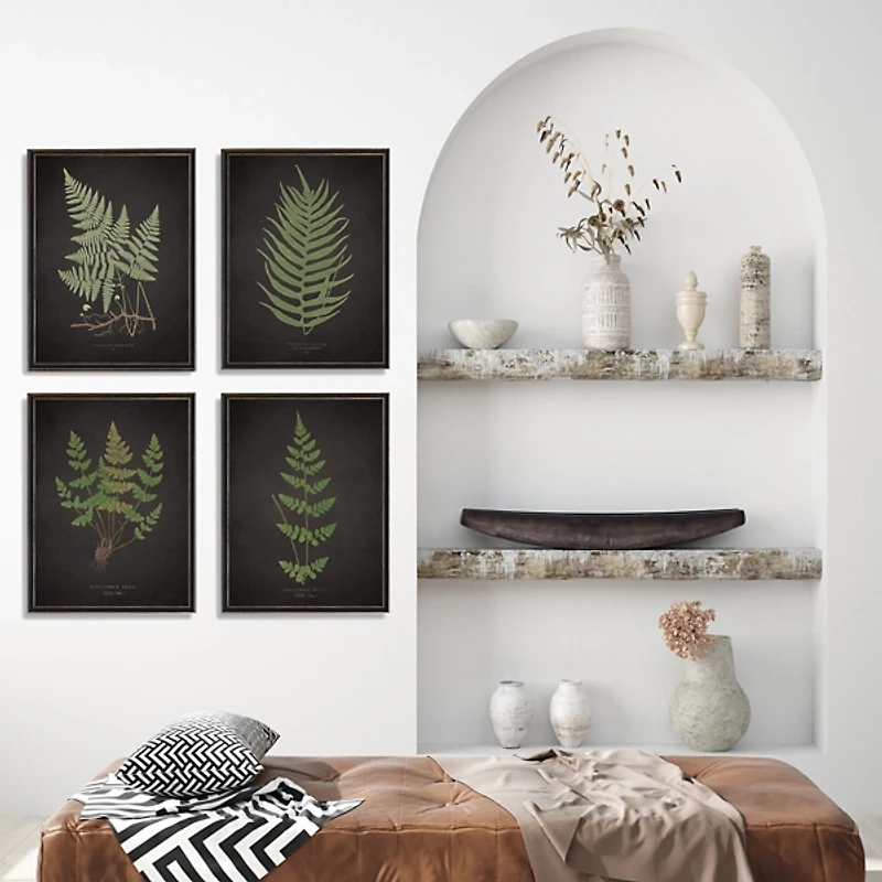 Four Ferns Framed Art Prints, Set of 4