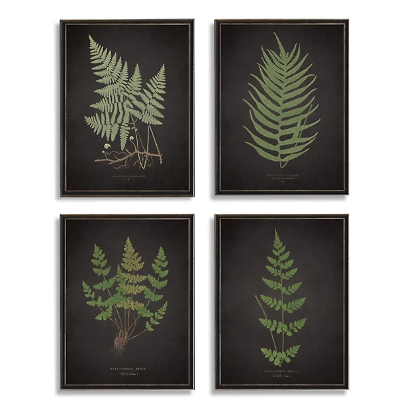 Four Ferns Framed Art Prints, Set of 4