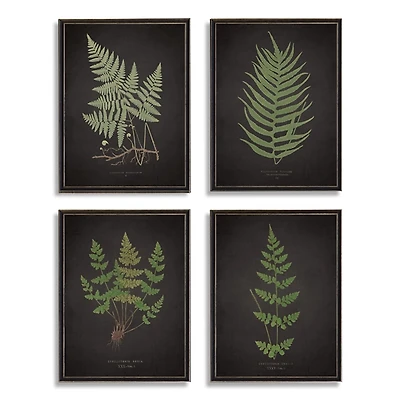 Four Ferns Framed Art Prints, Set of 4