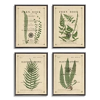 Fern Illustrations Framed Art Prints, Set of 4
