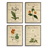 Flower Illustrations Framed Art Prints, Set of 4