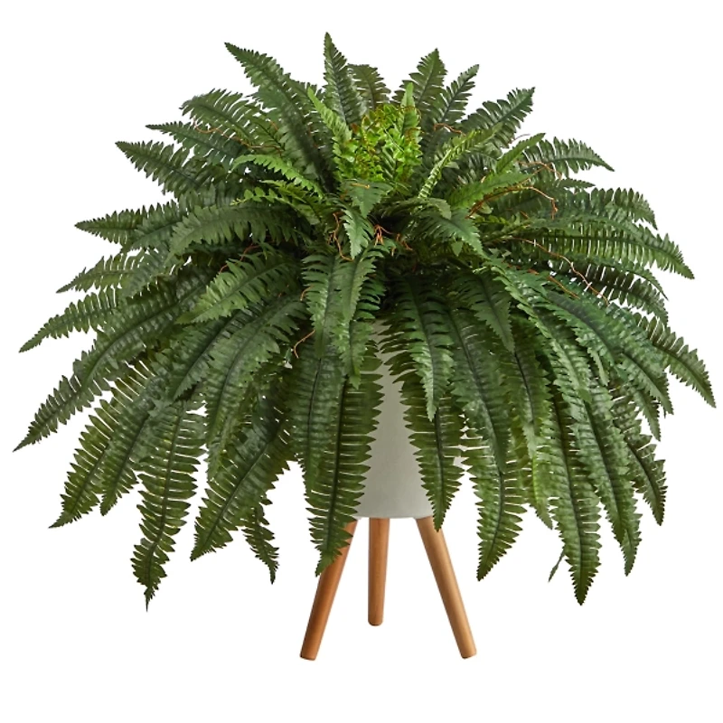 Boston Fern Arrangement in White Planter