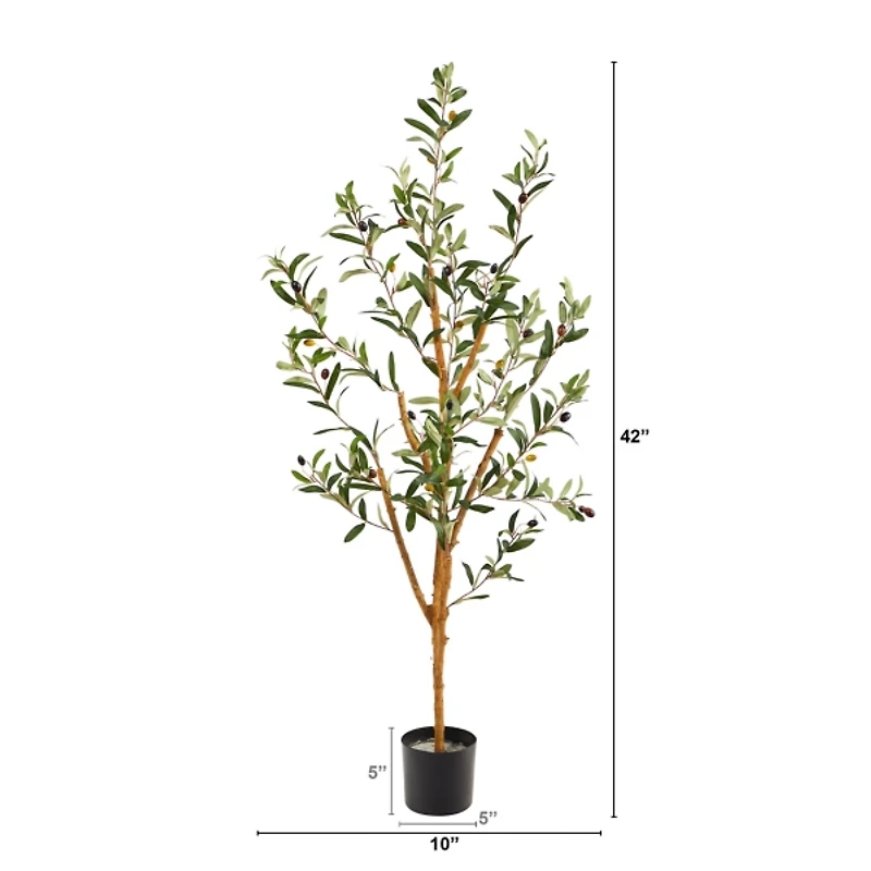 Slender Olive Branch Tree in Nursery Planter