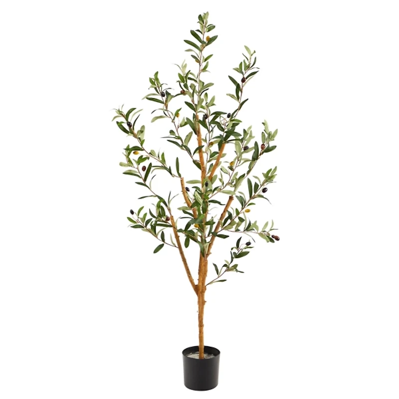 Slender Olive Branch Tree in Nursery Planter