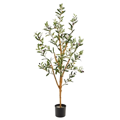 Slender Olive Branch Tree in Nursery Planter