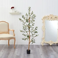 Lucky Olive Tree in Nursery Planter, 54 in.