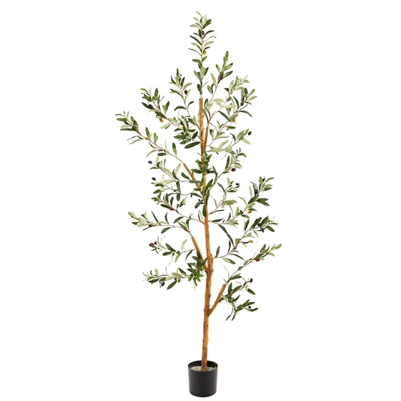 Lucky Olive Tree in Nursery Planter, 54 in.