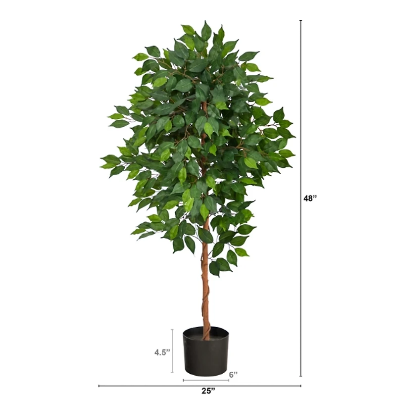 Glossy Leaf Ficus Tree in Black Nursery Planter