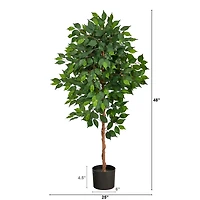 Glossy Leaf Ficus Tree in Black Nursery Planter
