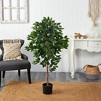 Glossy Leaf Ficus Tree in Black Nursery Planter