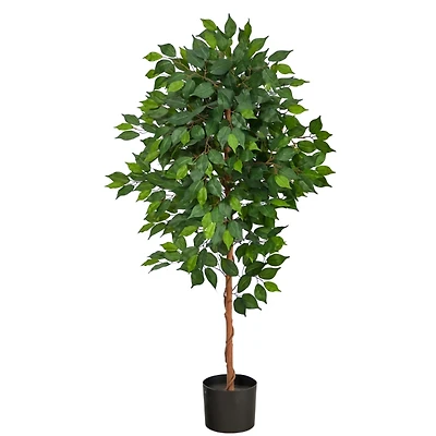 Glossy Leaf Ficus Tree in Black Nursery Planter