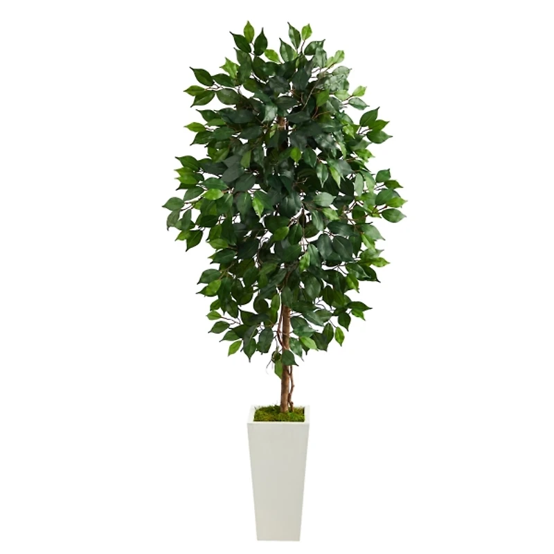 Ficus Tree in Mossy White Tower Planter