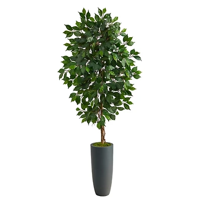 Ficus Tree in Gray Oblong Planter, 60 in.
