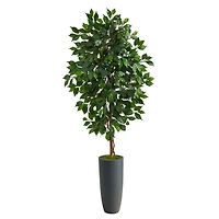 Ficus Tree in Gray Oblong Planter, 60 in.