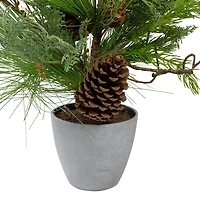 Mixed Pine Potted Christmas Tree