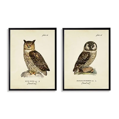 Sitting Owls Black Framed Art Prints, Set of 2